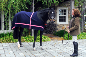 Bespoke Horse Blankets Newly Arrived from HEDGE ROW